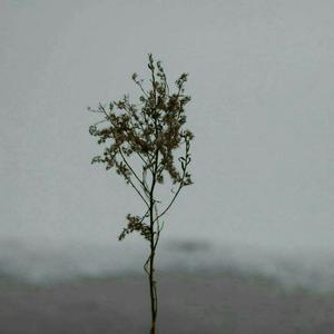 欧美人狂配大交3D
